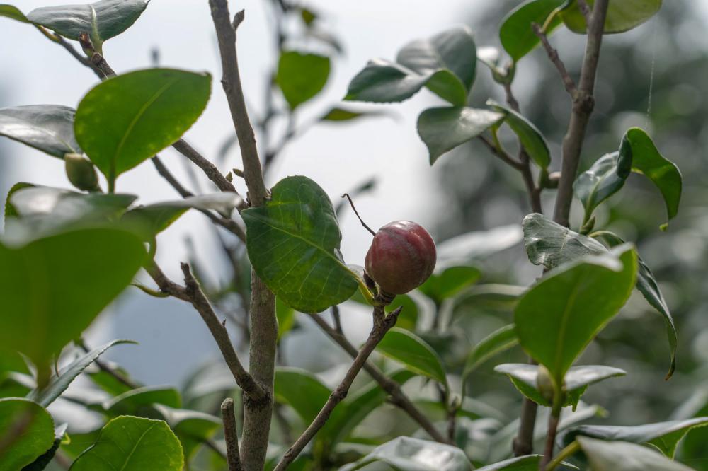 山茶花冬天养殖的禁忌