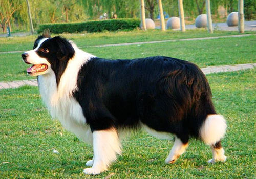 犬巴贝斯虫病的病因及症状 犬巴贝斯虫病的病因及症状