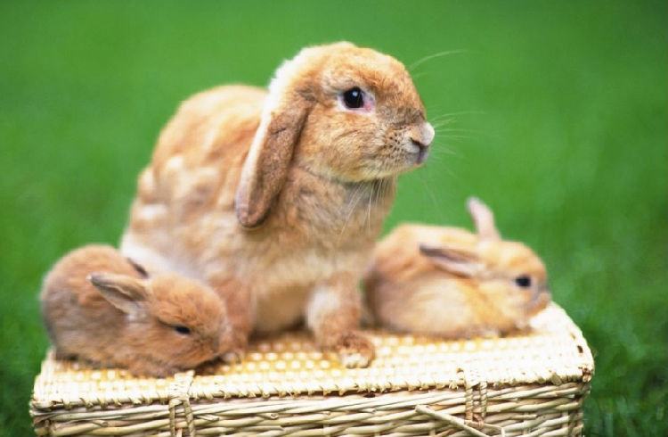 兔兔的球虫病防治