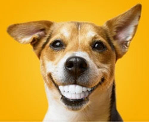 狗狗牙齿日常护理该怎么做
