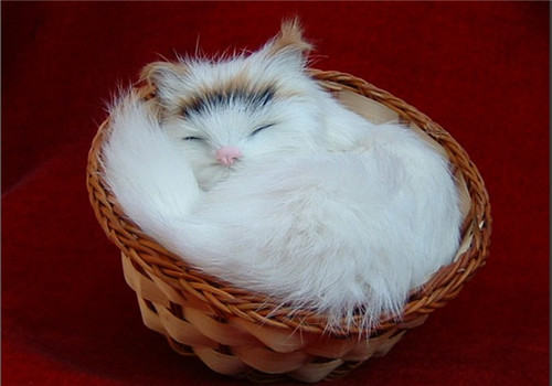 你对猫咪的行为知晓多少呢