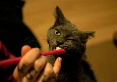 猫咪口腔的护理方法