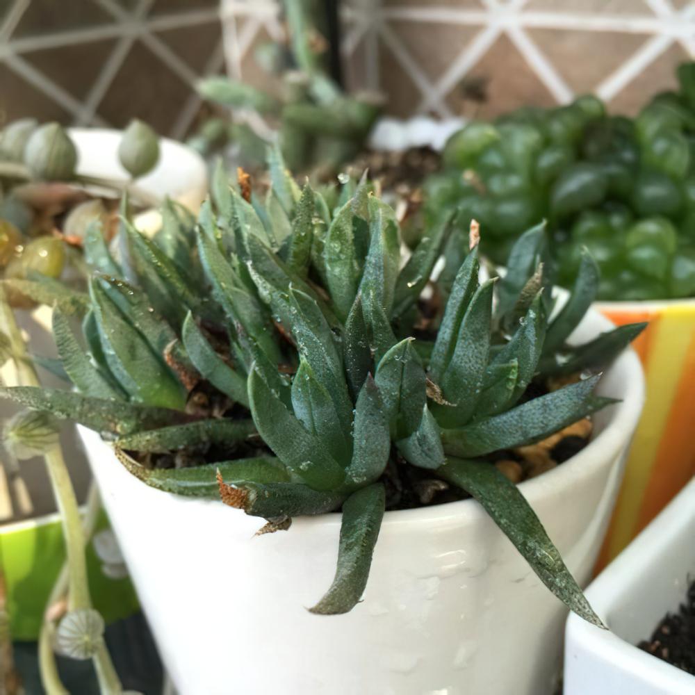 用爆盆的姬玉露证明，我不是“植物杀手”