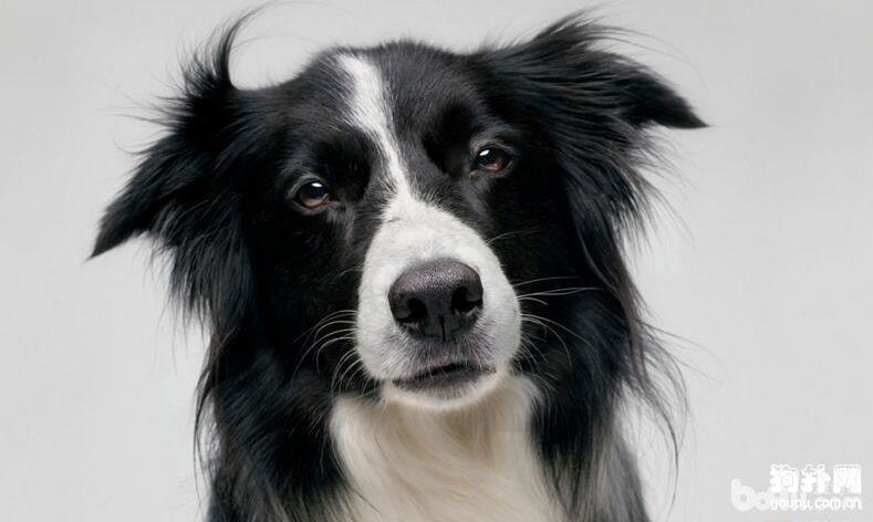 狗狗肠胃健康怎么处理