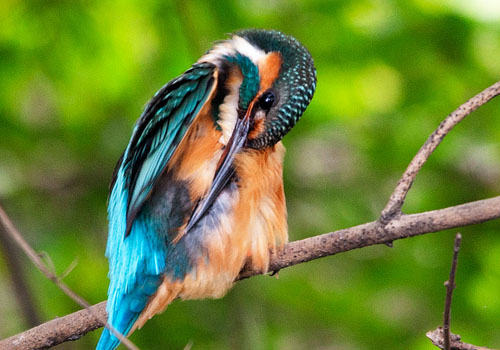 怎么处理养鸟常见问题