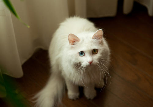 令人头疼的猫咪掉毛