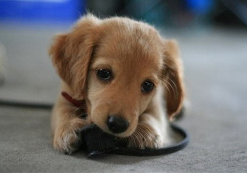 狗狗的消化特性是怎样的