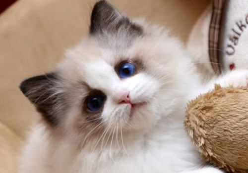 饲养布偶猫要准备些什么
