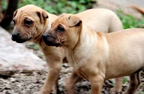 沙皮狗贵吗?怎么挑选? 沙皮狗贵吗?怎么挑选?