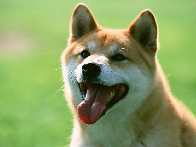 柴犬的性格特点