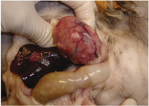 猫传染性腹膜炎