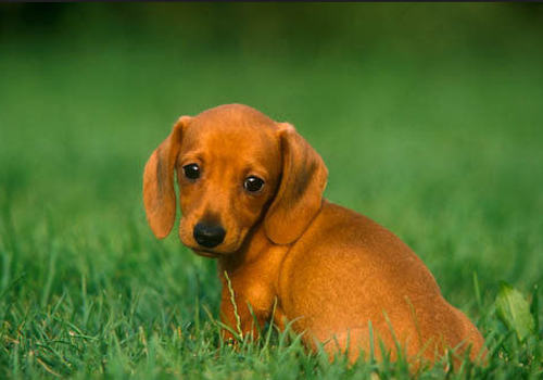 腊肠犬打架厉害吗 腊肠犬打架厉害吗