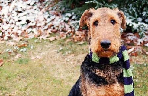 万能梗怎么样?万能梗的缺点