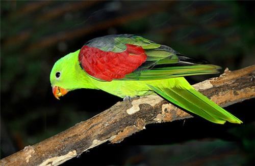 红翅鹦鹉多少钱一只？红翅鹦鹉价格盘点