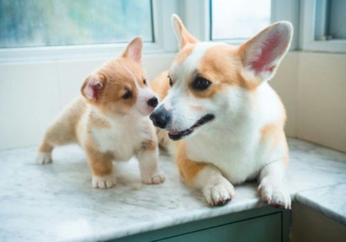 饲养柯基犬需要了解的一些问题