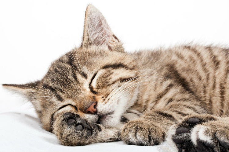 人类对猫咪的八个误解