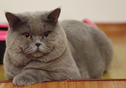 引发猫传染性贫血的原因