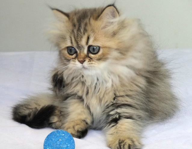 如何预防猫咪中毒