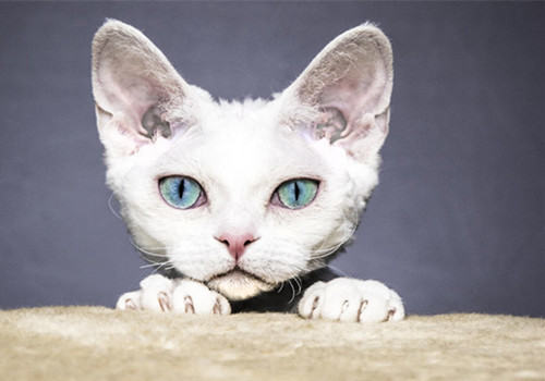 3个饲养误区有害猫咪健康