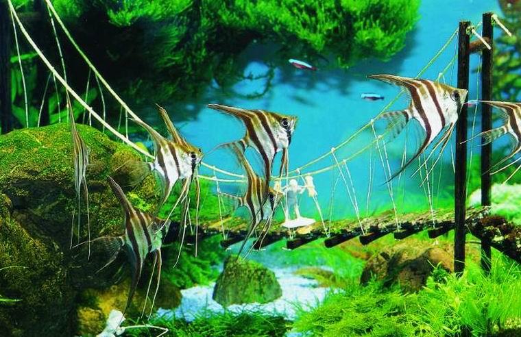 观赏鱼凸眼病的症状及防治