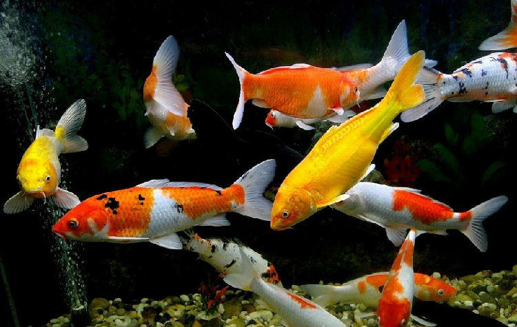 锦鲤秋季需注意防病