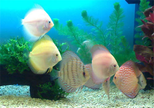 水族箱中常见的涡虫治理方法