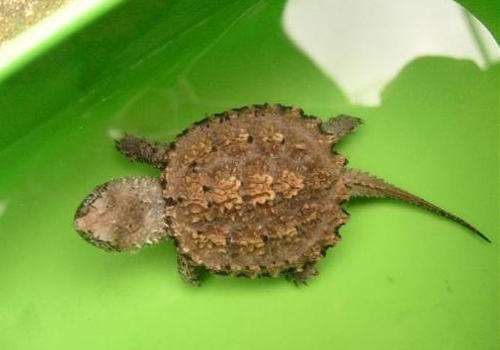 纯种佛鳄龟的特征