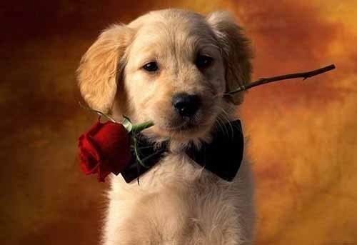 两个月小狗训练方法介绍，这样训练狗很乖