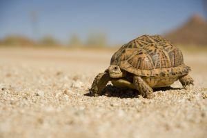 巴西龟正确补钙方法