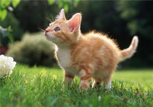 猫咪化毛膏多久喂一次