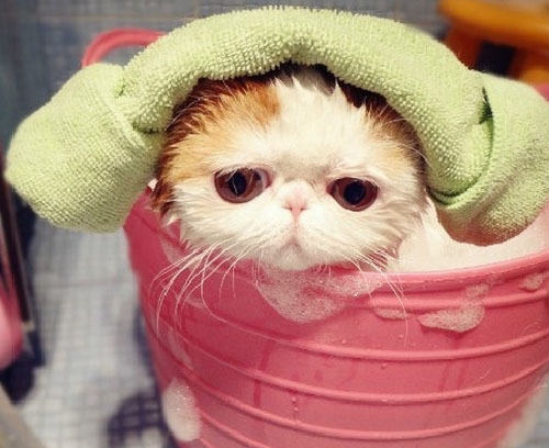 猫咪也喜欢泡泡浴