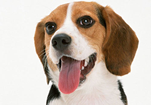 引起犬心肌炎的原因及预防
