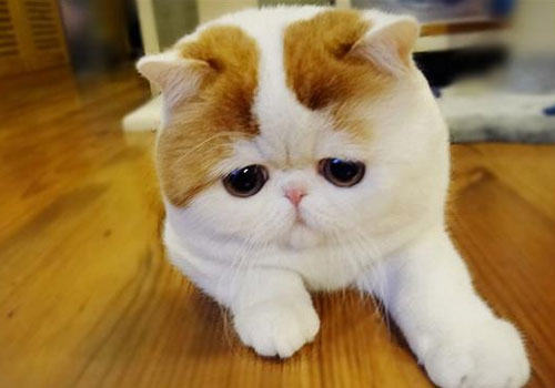 猫咪为什么会痉挛