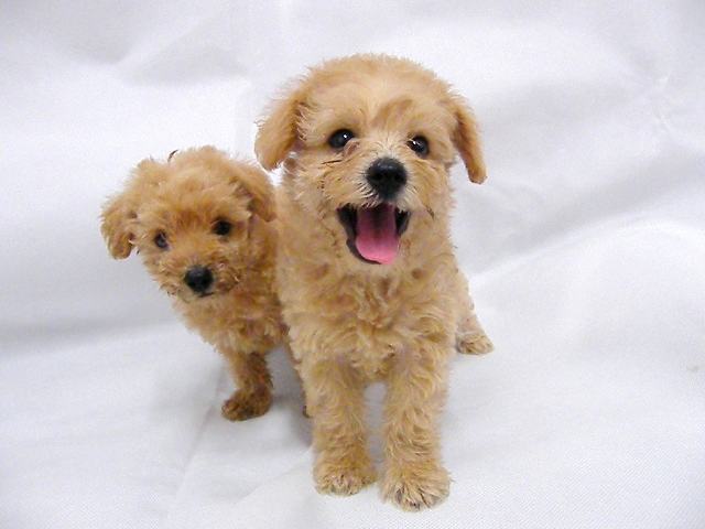 给狗狗吃肉干有哪些好处