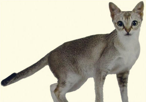 新加坡猫价格，新加坡猫多少钱一只？