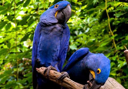 鹦鹉纽卡斯尔流感疾病的致病因是什么 鹦鹉纽卡斯尔流感疾病的致病因是什么