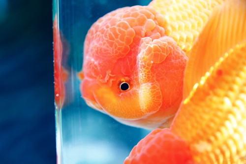 紫外线灯对水族箱的使用