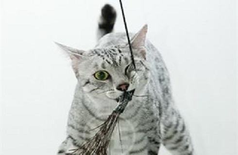 纯种埃及猫多少钱一只？埃及猫价格