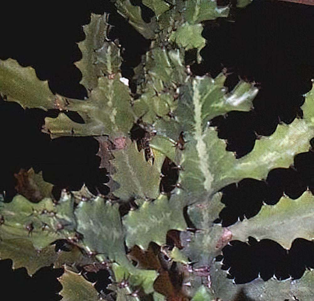多肉植物习性及栽培要领（一）
