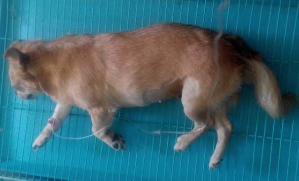 一例犬尿石症的治疗及体会