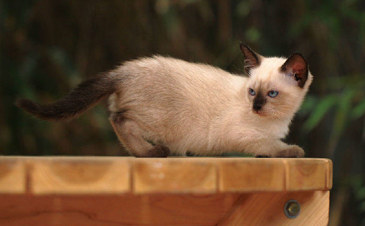 牙齿和毛色可判断暹罗猫年龄 牙齿和毛色可判断暹罗猫年龄