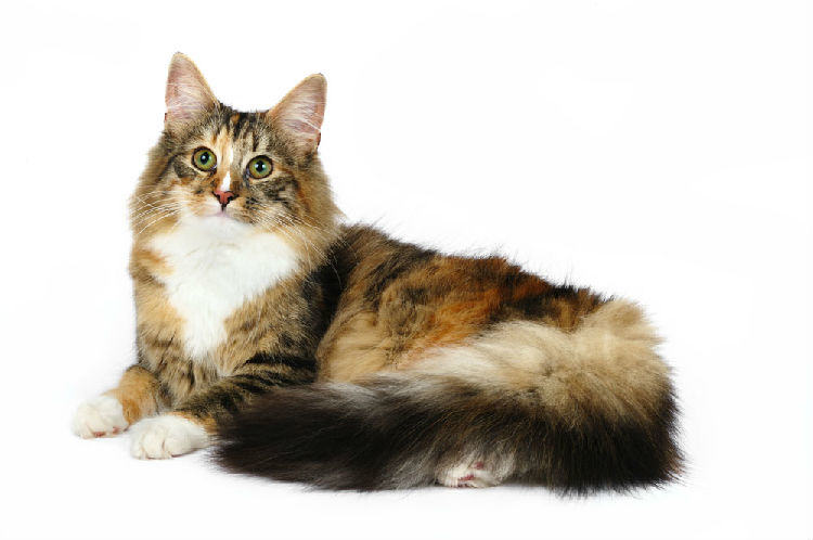 宠物猫之缅因猫，缅因猫有什么特点
