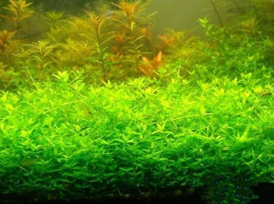 前景草的生长特性