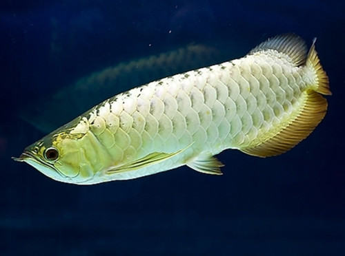 银龙鱼和小型鱼混养的注意事项 银龙鱼和小型鱼混养的注意事项