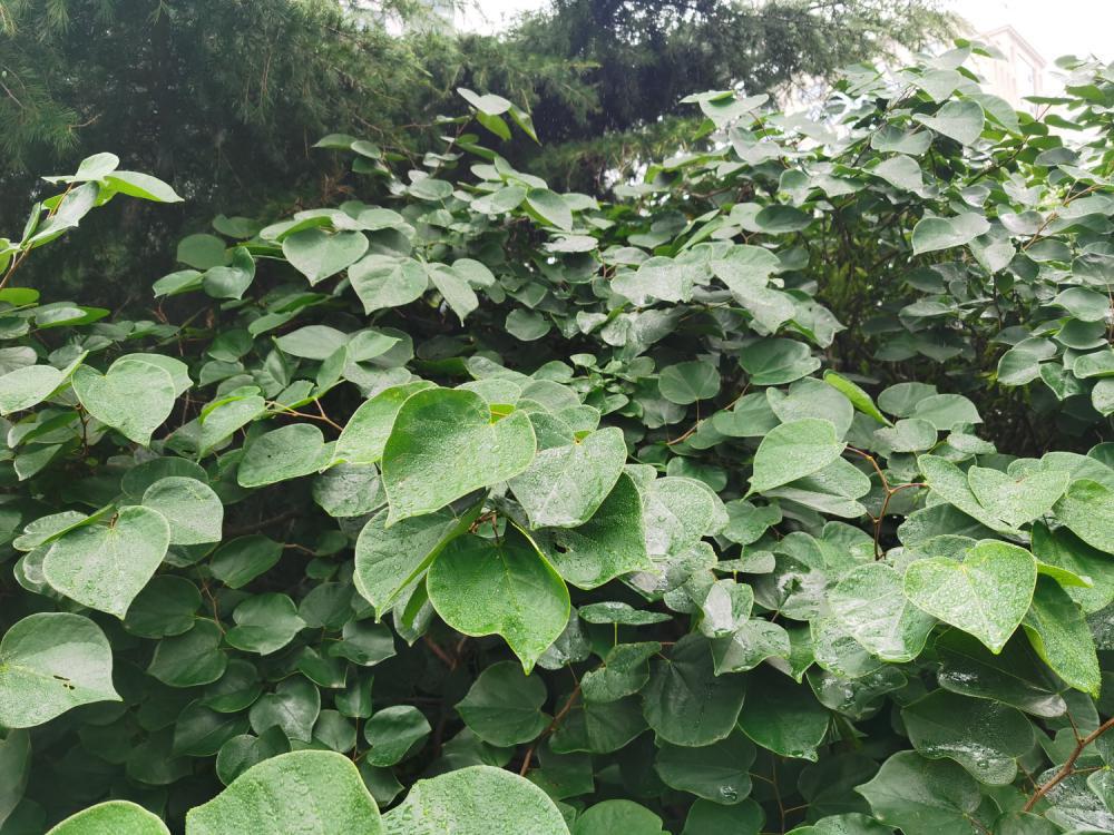 紫荆的繁殖方法