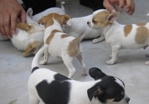 吉娃娃犬能看家吗