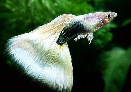 孔雀鱼最适宜的水温是多少? 孔雀鱼最适宜的水温是多少?