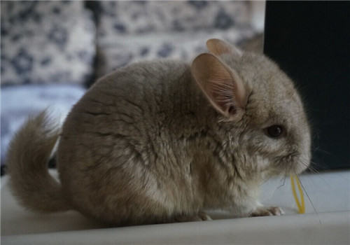 健康的龙猫应具备哪些条件