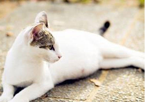 猫咪营养不良怎么办? 猫咪营养不良怎么办?