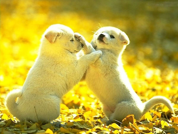 秋季狗狗皮肤瘙痒全面解析 秋季狗狗皮肤瘙痒全面解析